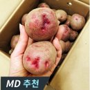 고니네일 이미지