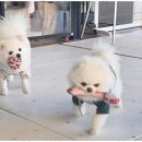 제주네 애견유치원 이미지