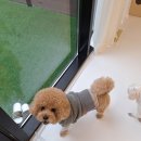 강아지 마을회관 이미지