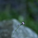 가야산은분취/둥근산꼬리풀/과남풀/물꽈리아재비/바위떡풀/영아자/은꿩의다리/정영엉겅퀴 이미지