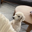 고래 PC | 새우 싸움에 고래 등이 터질 수도 있나요?