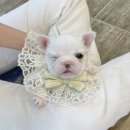 오독안심분양센터 강아지분양 고양이분양 광주점 이미지