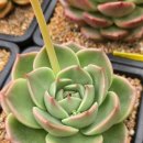 살포시 물든 손톱
