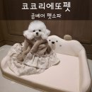 코코펫 | 강아지 슬개골 예방에 좋은 쿠션, 코코리에또펫 곰베어 펫소파
