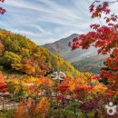 숲이다 이미지