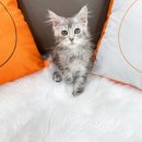 오독안심분양센터 강아지분양 고양이분양 목동점 이미지