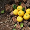 해나비농장 이미지