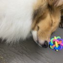 아이봄동물병원 이미지