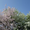 상암 | 겹벚꽃 천국 각원사 - 애견 동반 봄나들이 (주말 주차 팁)