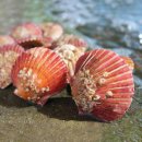 오늘의 바다 이미지