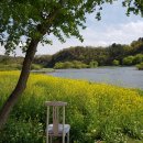 버드나무 이미지