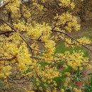 이천산수유마을 이미지