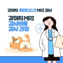 이안동물의학센터 | 강아지 MRI 비용, 과정 - 이안동물의학센터 MRI 디스크 후기