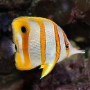 바다 FISH 이미지