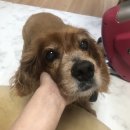 마이댕댕 이미지