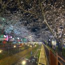 진해구 ⓒ-24 | 진해 군항제 여좌천 로망스다리 벚꽃 야경 명소 밤에 가볼만한곳 추천