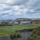 퐁낭에염 이미지