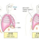 호흡의 해부생리학적 원리 이미지