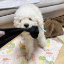 김s 동물병원 이미지