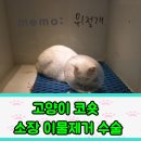 스펀지동물병원 이미지
