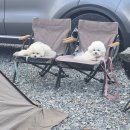 더 굿보이(THE GOODBOY) | 고령 the 360 캠핑장 뷰가 정말 대박이었던 후기!