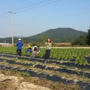 일등농장 이미지