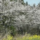 동화카프라자 | [제주]여행 1-2일차ㅣ4월 제주 유채, 벚꽃, 서귀포 유채꽃 축제, 레일바이크 방문 후기 #260403-0406