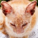 날으는고양이 이미지