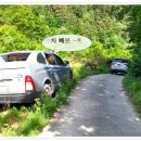 삼주 이미지