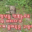 묘생 말년을 한쪽눈으로 겨우겨우 버티다가 짐승에게 물려죽은 고양이 이미지