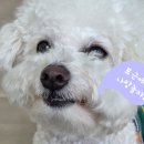 포근(FOGN) 이미지