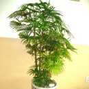 약수초등학교 이미지