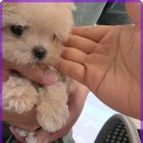 로얄펫동물병원 이미지