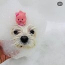 구미산동 애견미용 눈부시개 이미지