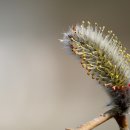 강아지 대공원 이미지