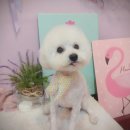 보미 펫 살롱 이미지