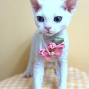 냥이친구 이미지