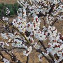 선정은하수꼬막마을 이미지