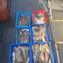 호텔한림항 | 제주 배낚시 스텔라2호 ~ 강풍 속에서도 확실한 결과! 서귀포 갑오징어낚시 출조후기