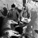 만 마리의 호랑이 이미지