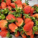 승진농장2 이미지