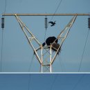 동물왕국 이미지