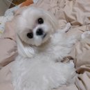 토미펫샵 | (구서동 애견호텔/펫미인)어쩐지 말티 포스팅만 올라가는 것 같은걸?또티즈 토미의 호텔링 일기