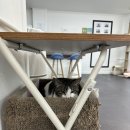 동물보육원 고양이 후원 카페 이미지