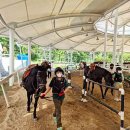 영광승마장 이미지