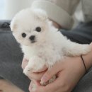 미즈멍 강아지분양 구미점 | 구미 강아지분양 말티즈 분양 건강하고 안전한 분양방법