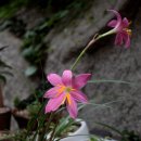 미인의 이름을 사용하는 아름다운 꽃 - 양귀비 란(蘭) 이미지