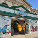 꿈꾸는 정원 | 두 돌 아기와 에버랜드(워킹 사파리, 나비의 꿈꾸는 정원, 뿌빠타운, 판다월드, 놀이기구)