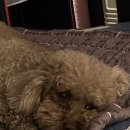 사랑각게스트하우스 이미지