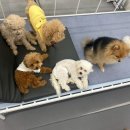 에덴 애견 유치원 호텔 이미지